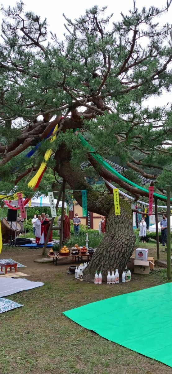 송불암 소나무 목신재(木神齋)